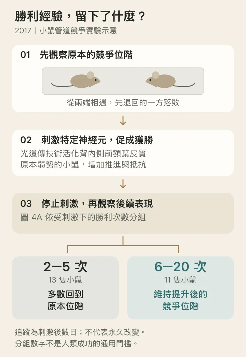 小鼠實驗流程:管道競爭建立位階,光遺傳刺激讓原本弱勢的小鼠獲勝;停止刺激後,圖4A比較2至5次與6至20次勝利,較多次組維持較高位階。